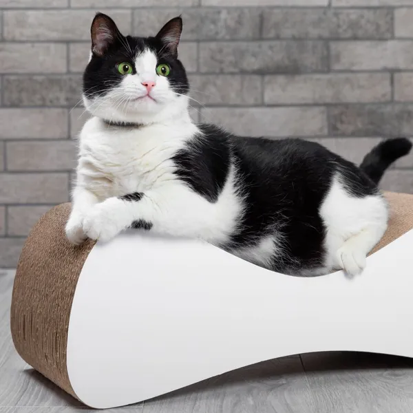 10 ที่ลับเล็บแมว แบบไหนดี 2024 ดีไซน์สวย แข็งแรง ทนแรงข่วน