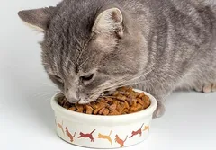 อาหารแมวที่ดีที่สุดในปี 2024