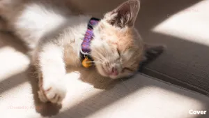 รีวิว ไส้กรอกสัตว์เลี้ยง ยี่ห้อไหนดี ปลอดภัยสำหรับสุนัขและแมว ปี 2023