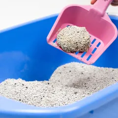 แนะนำ 10 ทรายแมวภูเขาไฟ ยี่ห้อไหนดี 2024 จับตัวไว ไร้ฝุ่น กลบกลิ่นดี