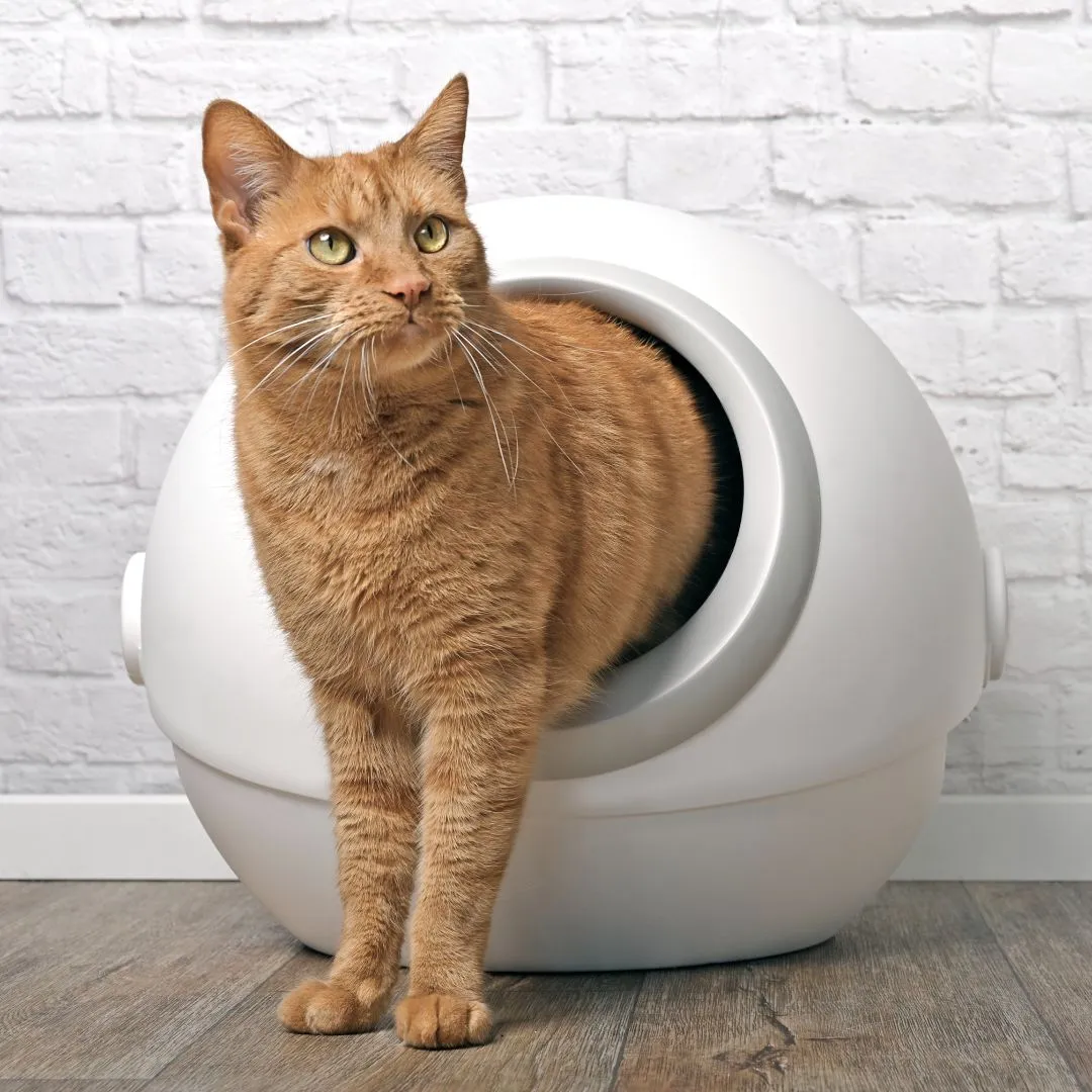 แนะนำ 10 ห้องน้ำแมวอัตโนมัติ ใช้ง่าย ปลอดภัย ไม่ต้องตักทรายเอง