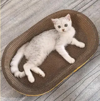 Thai ที่ลับเล็บแมว รูปอ่าง ที่ฝนเล็บแมว ของเล่นแมว เป็นที่นอนแมวไปในตัว   ฟรี แคปนิท HS-004