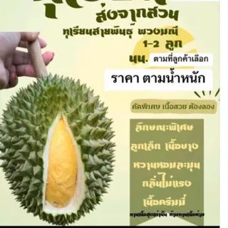ทุเรียนพวงมณี จันทบุรี(ราคาตาม นน.)