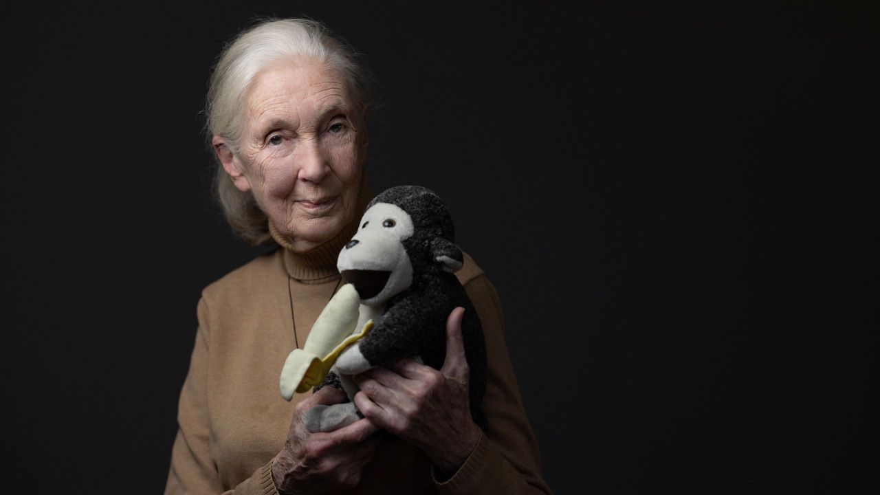 Jane Goodall นักวานรวิทยาชื่อดังวัย 91 ปี ผู้จุดประกายความหวังการอนุรักษ์ จากไปอย่างสงบเมื่อวันที่ 1 ตุลาคม 2025