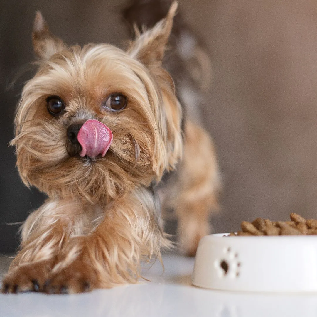 แนะนำ 10 อาหารสุนัข พันธุ์เล็ก 2024 เม็ดเล็ก เคี้ยวง่าย สารอาหารครบ